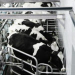 Milking Parlour Paint