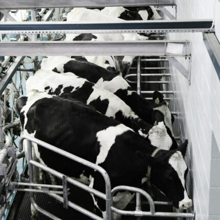 Milking Parlour Paint