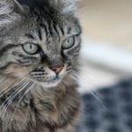 Catteries Paint
