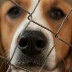 Dog Kennel Floor Paint