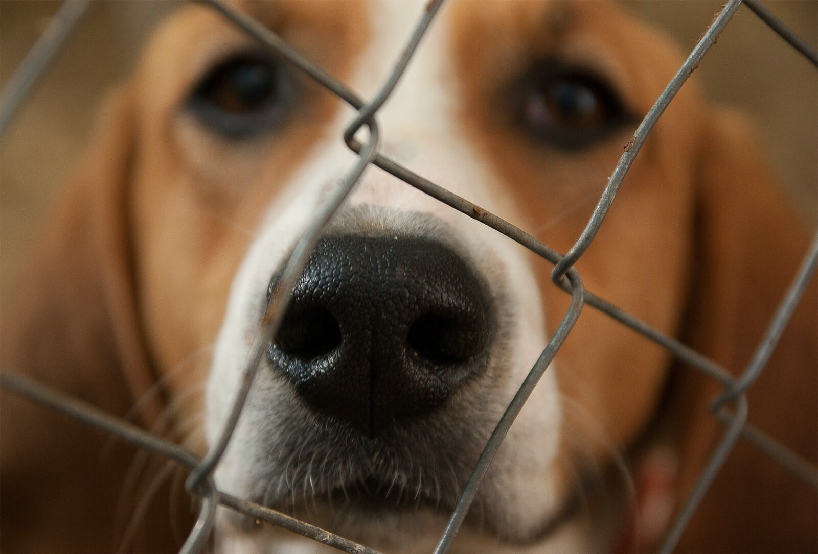 Dog Kennel Floor Paint