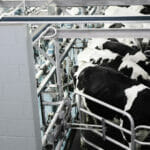 Milking Parlour Paint
