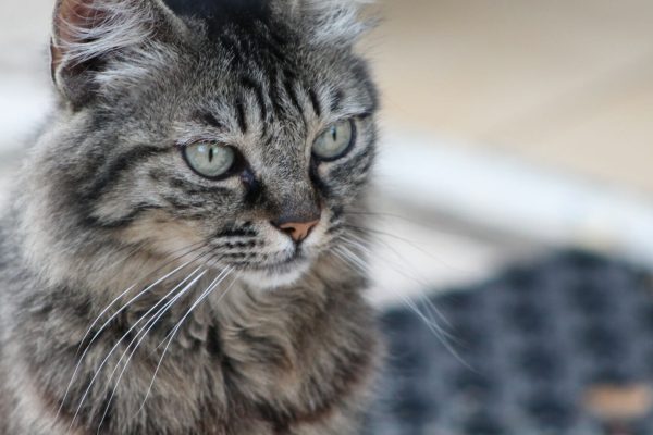 Catteries Paint