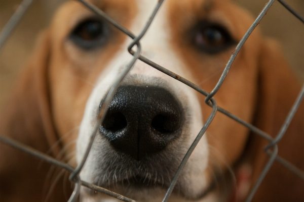 Dog Kennel Floor Paint