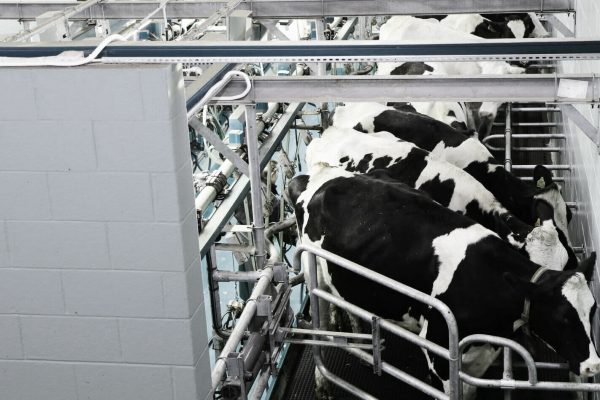 Milking Parlour Paint