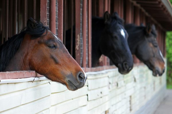 Stable Paint